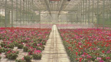 Film still of inside a greenhouse