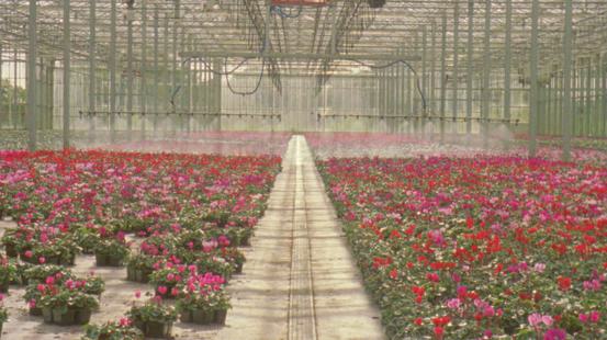 Film still of inside a greenhouse
